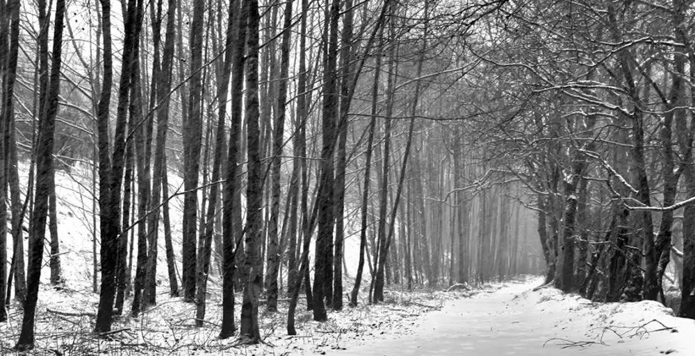 Winter scene