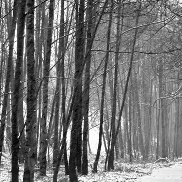 Winter scene (1)