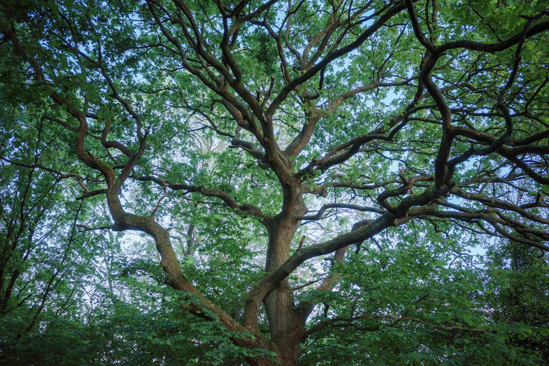 Ricoh GRIII HDF with HDF filter disabled