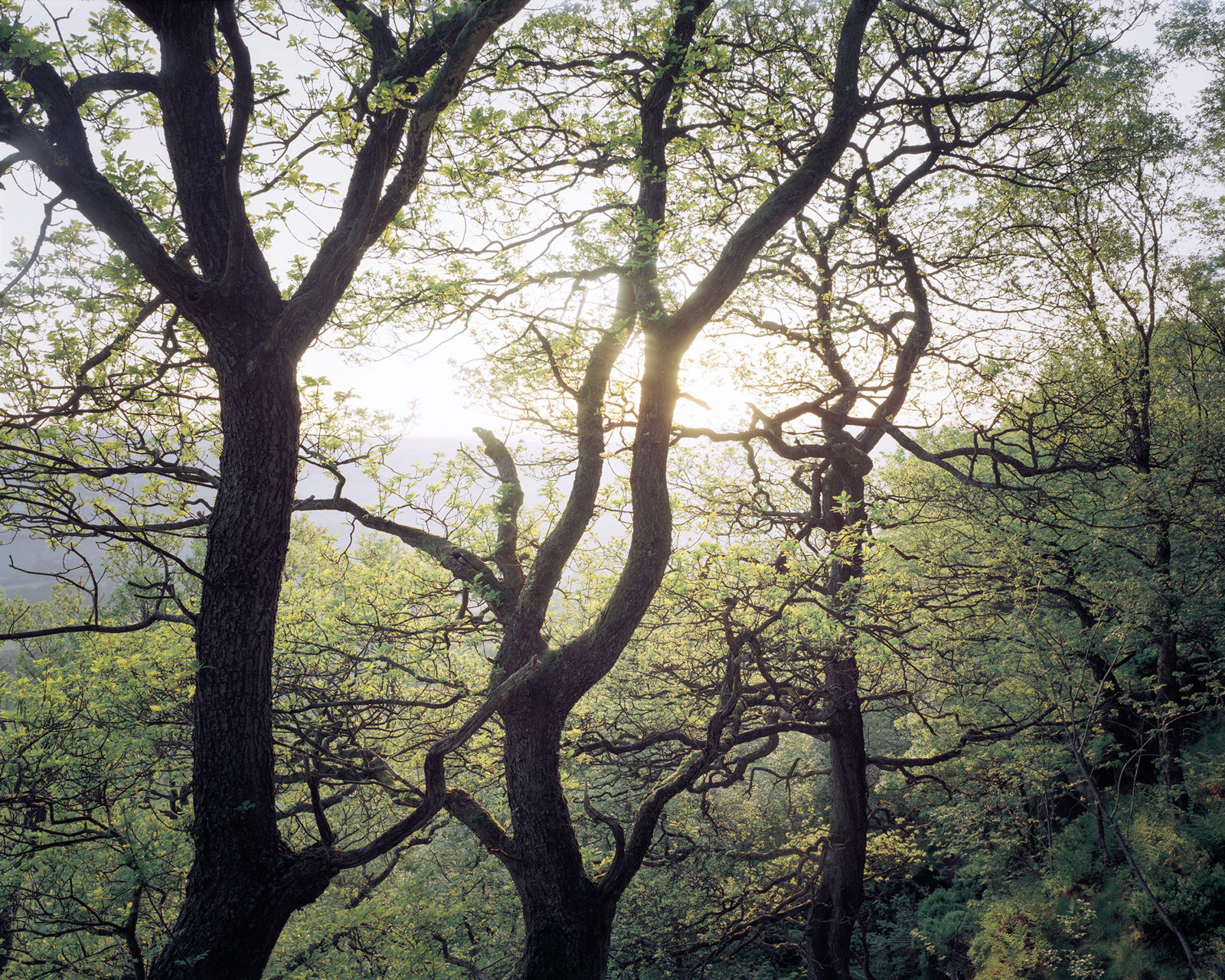 Sunlight filtering through the branches of tall, leaf-covered trees in a dense forest. The trunks are silhouetted against the bright sky, and the light casts a soft glow on the surrounding greenery.