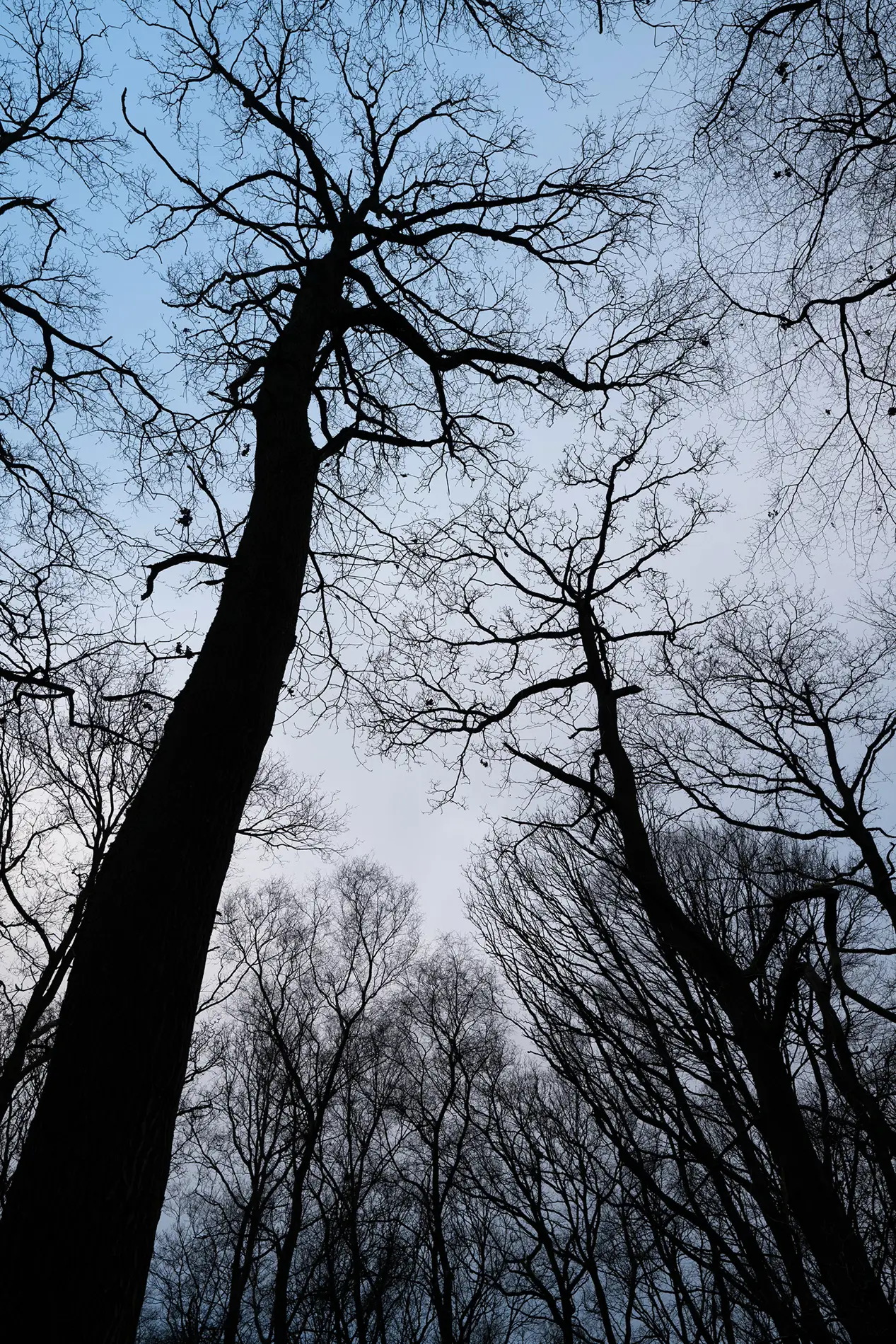 Bare tree silhouettes against a pale blue winter sky in dense woodland, viewed looking upwards