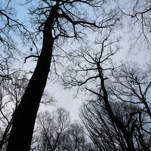 Tree silhouettes: 
