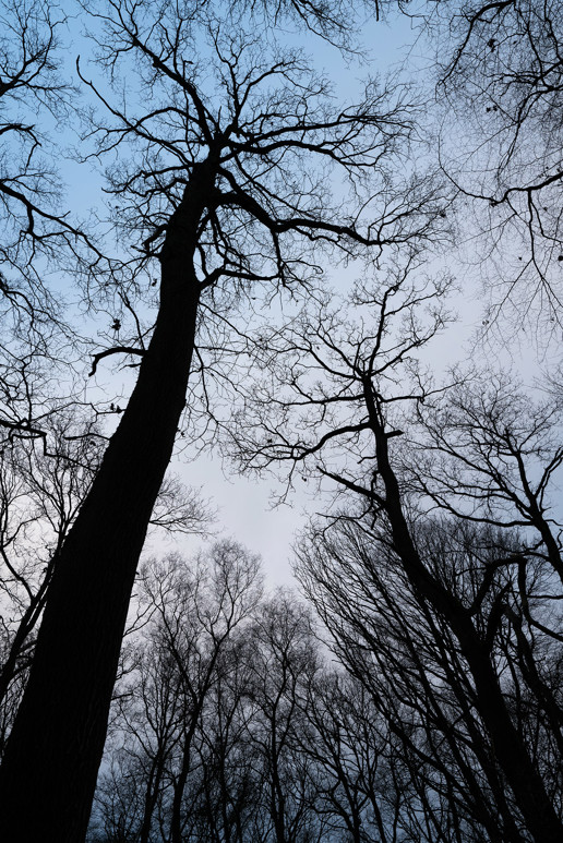  a large tree in a forest