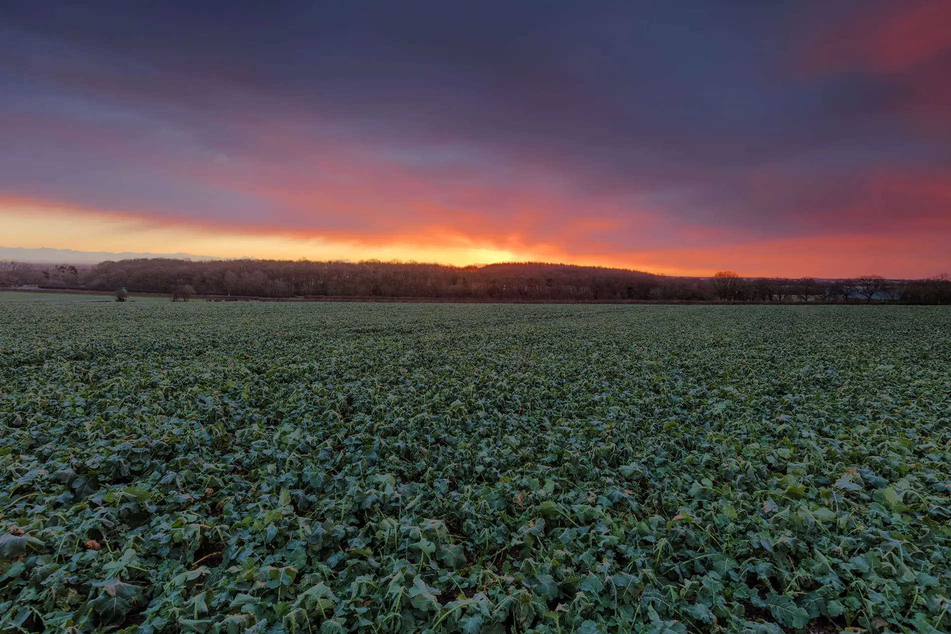 Frosted crop field in farmland under a fiery orange and purple sunset sky behind a treeline on a winter morning