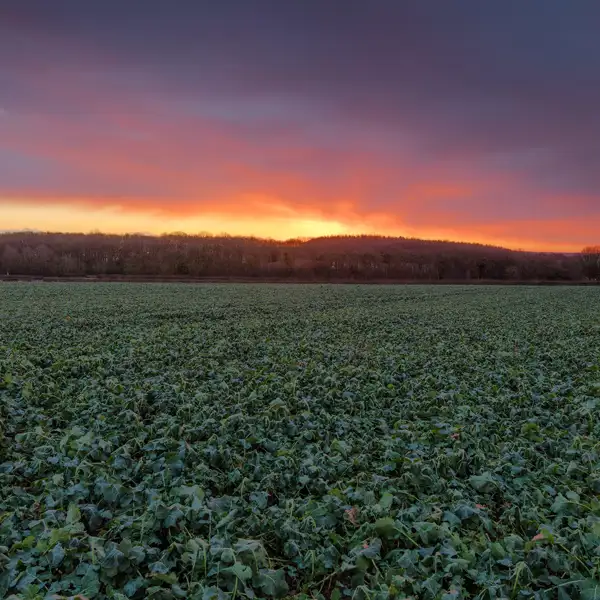 Vivid Winter sunrise