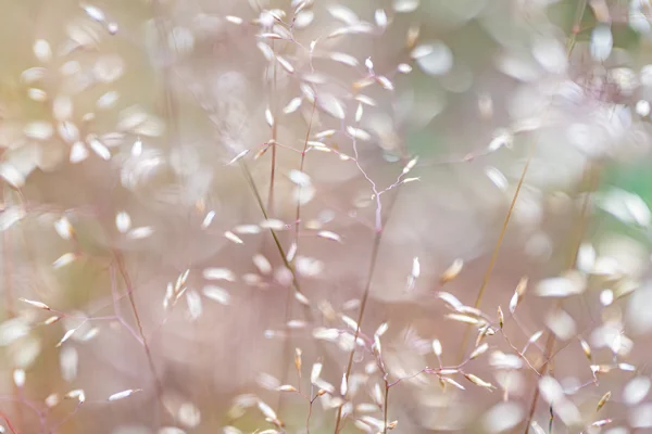 Delicate grass seed heads backlit in soft meadow light with dreamy summer bokeh
