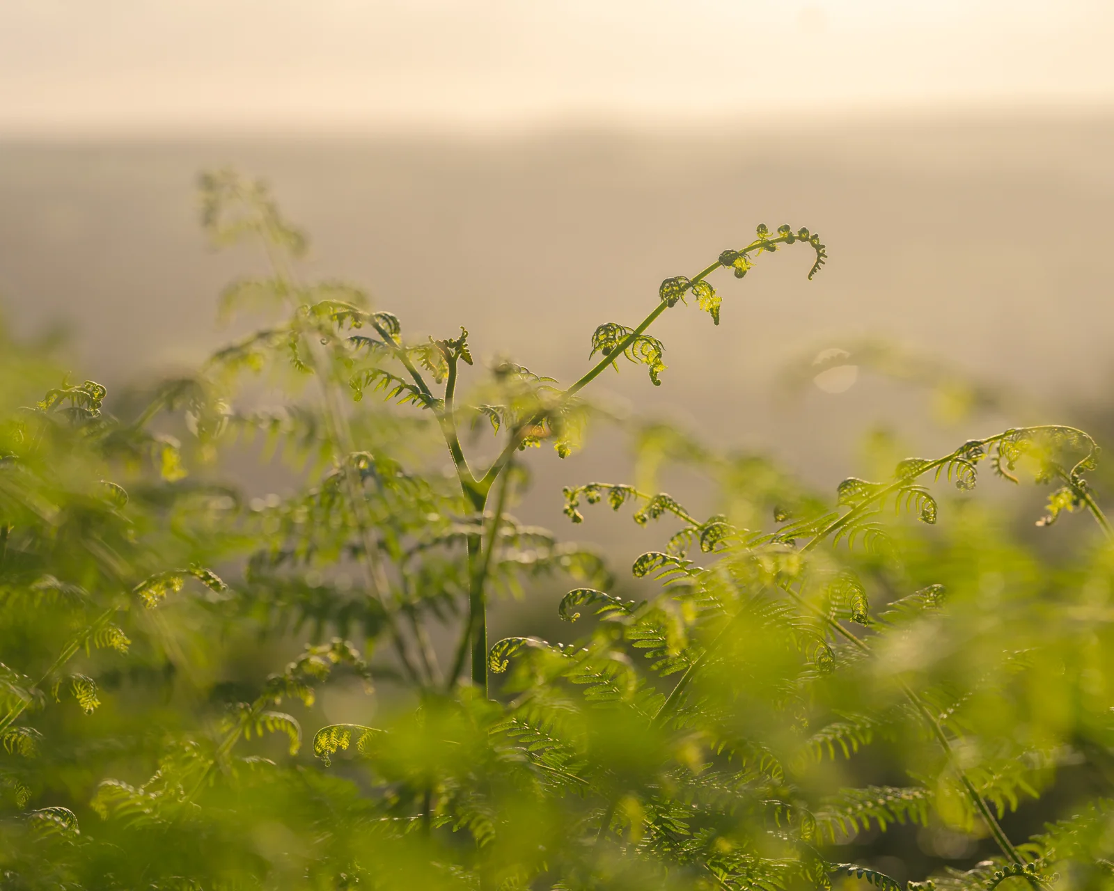 Backlit unfurling bracken fronds on open moorland at golden hour in early summer