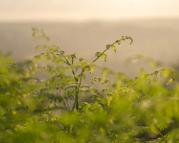 Backlit unfurling bracken fronds on open moorland at golden hour in early summer