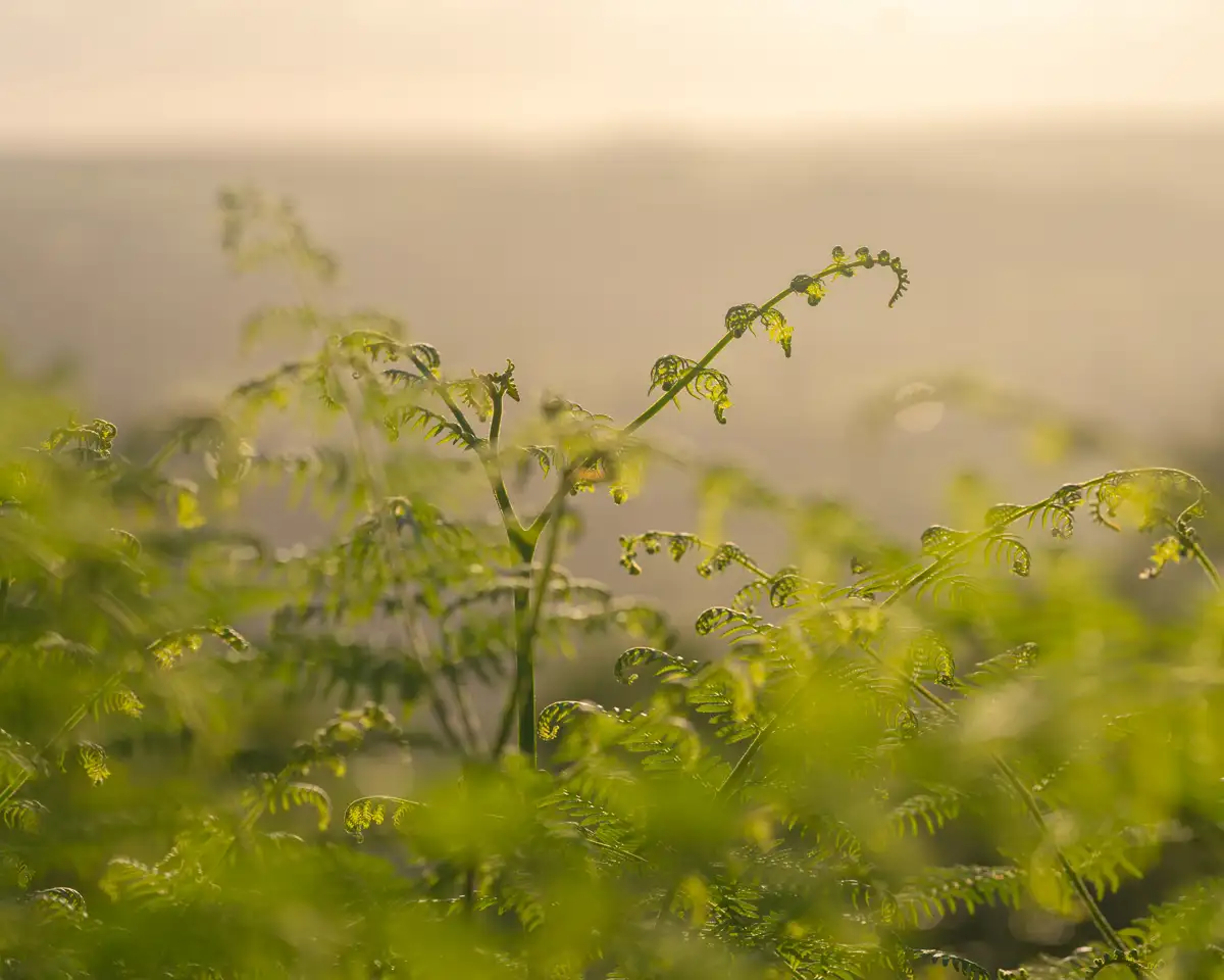 Lush ferns in the foreground with delicate, unfurling fronds, against a softly blurred background bathed in warm, golden light. The natural hues of green and hints of sunlight create a tranquil and serene atmosphere.
