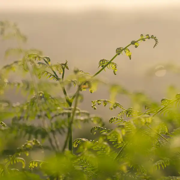 Grasses and Ferns