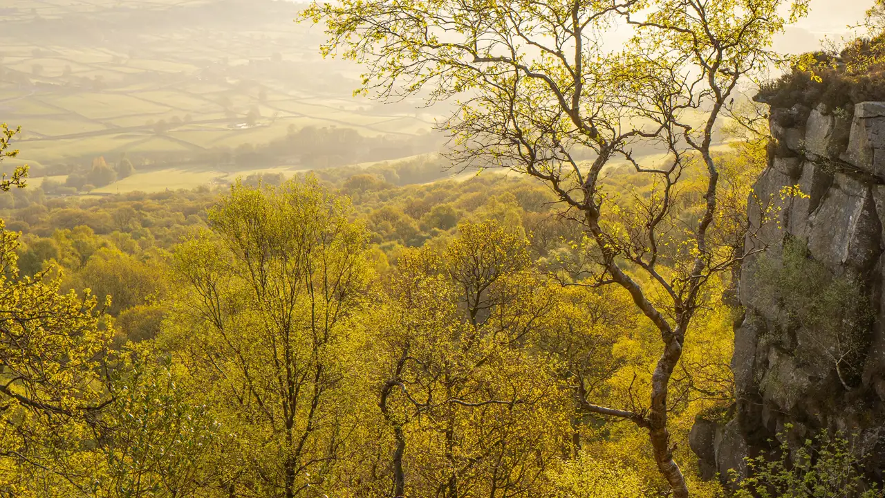 Sunlit landscape featuring rolling fields and dense woodland bathed in golden light. In the foreground, a jagged rock face is seen on the right, with a bare-branched tree extending towards the viewer. The scene is infused with warm tones, creating a serene, picturesque view.