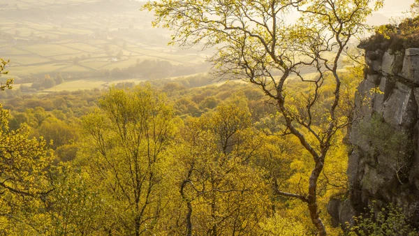 Silver birch and gritstone edge above a misty wooded valley in golden spring light