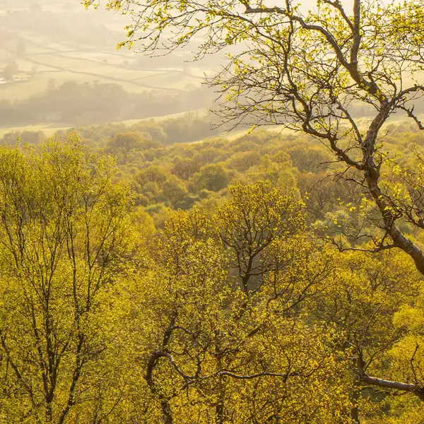 Early May Leaves