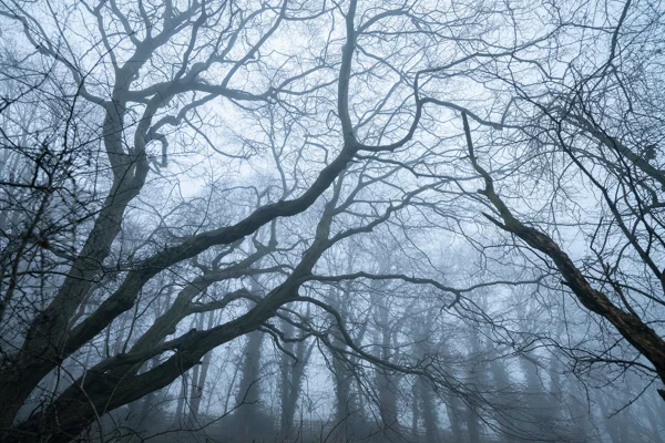 Bare twisting branches of woodland trees silhouetted against thick fog on a still winter morning