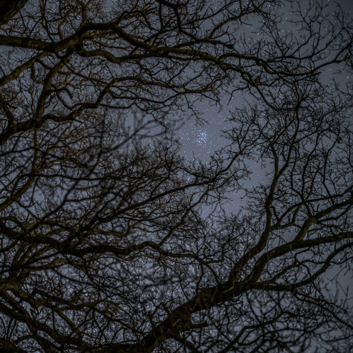 Looking up at a night sky through a network of bare twisting branches. There's a hint of stars peeking through the dark silhouettes, casting a cosmic backdrop behind the complex, organic lines created by the tree limbs. a close up of a tree