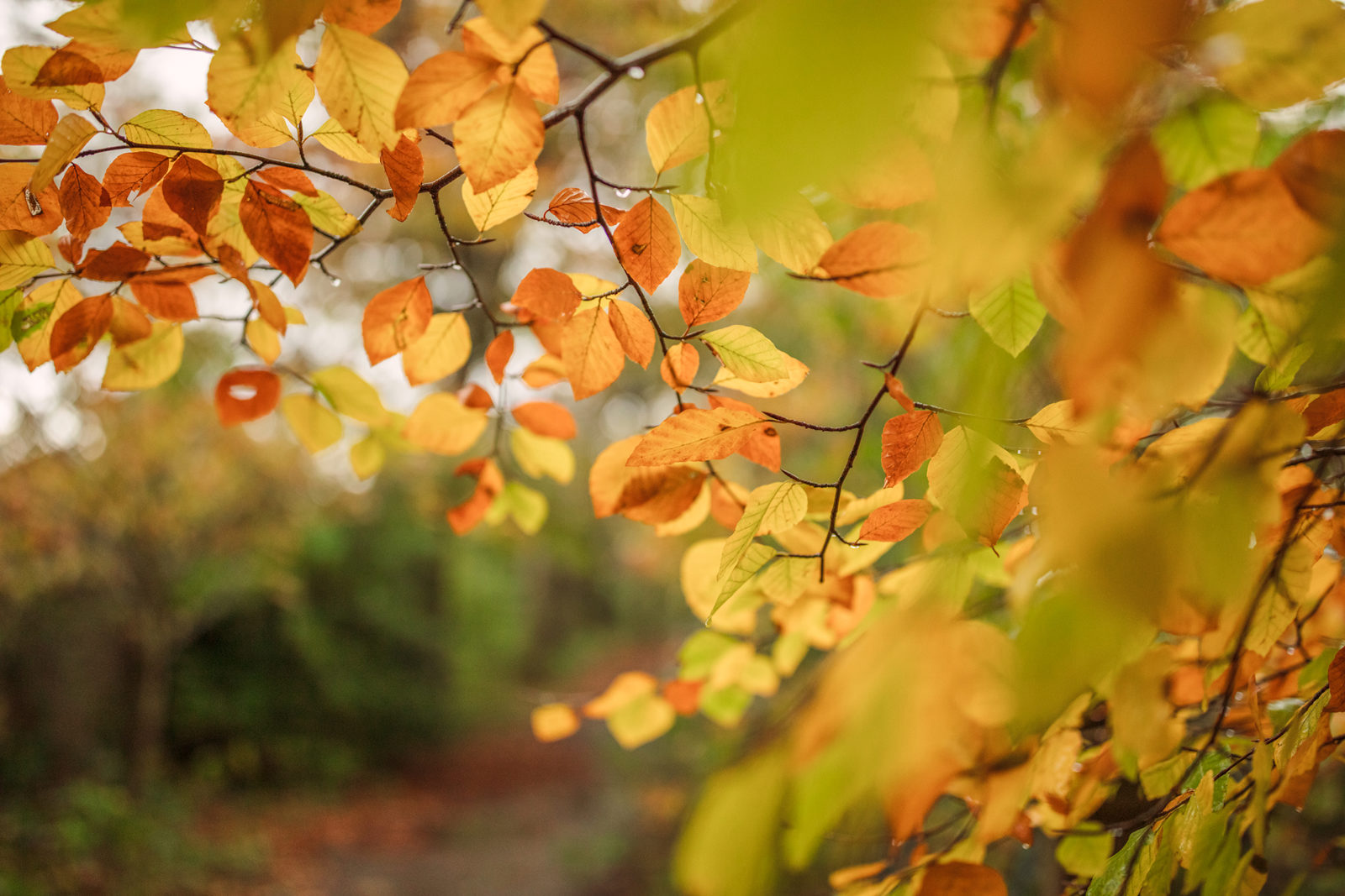 Autumn leaves drape a branch, a blend of amber and gold against a soft-focus backdrop of a woodland trail. Sunlight filters through, lending the scene a warm, gentle glow.