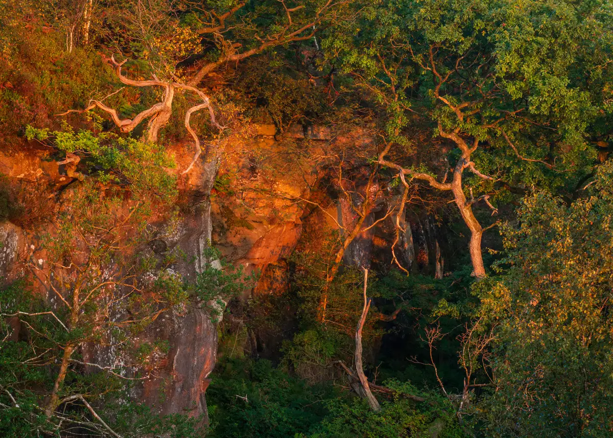 Twisted, gnarly tree branches stretch across a rocky cliff face, illuminated by the warm glow of sunlight. The cliffs display rich, earthy tones, contrasting with the dense greenery of the surrounding foliage. Shadows play across the scene, adding depth and texture.