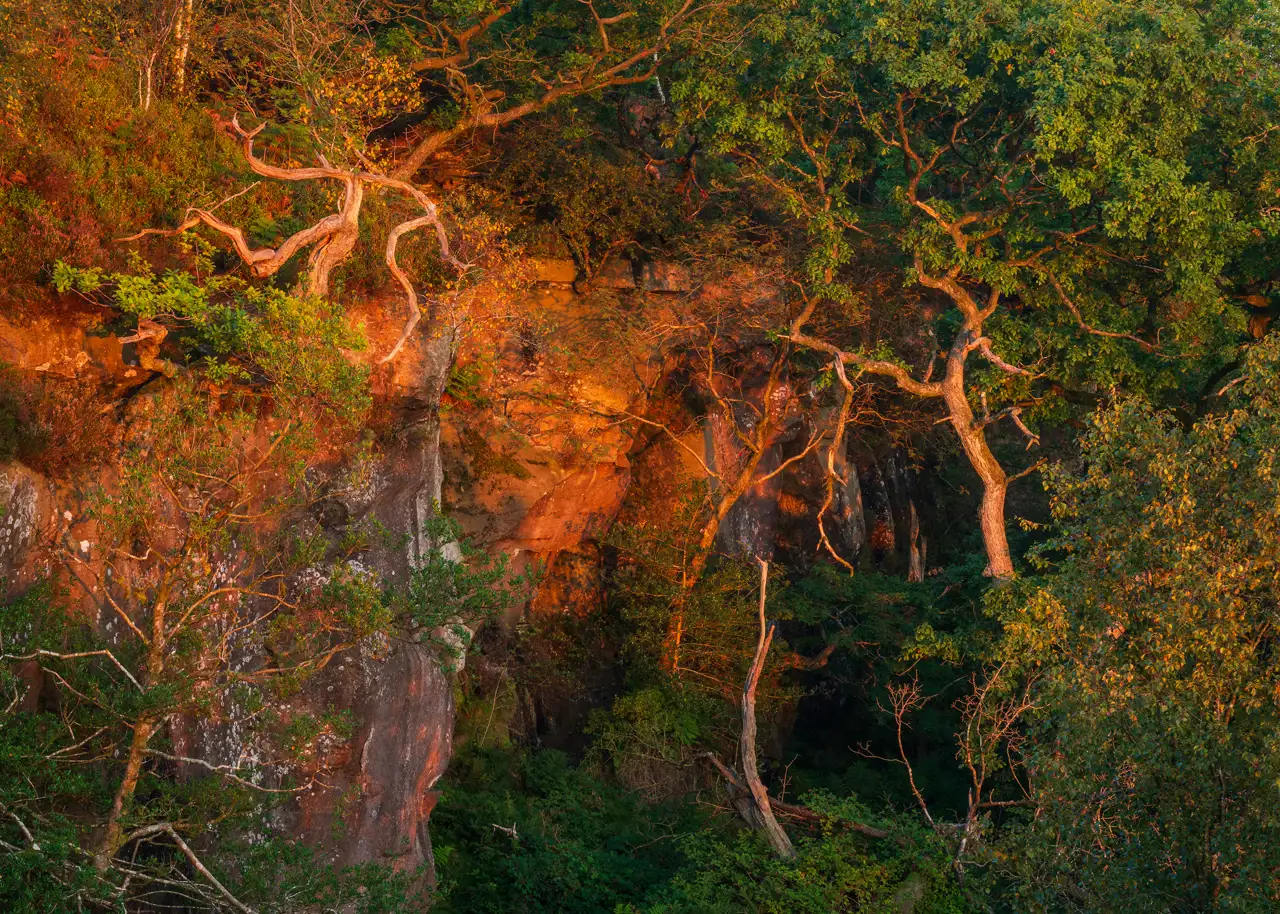 Twisted, gnarly tree branches stretch across a rocky cliff face, illuminated by the warm glow of sunlight. The cliffs display rich, earthy tones, contrasting with the dense greenery of the surrounding foliage. Shadows play across the scene, adding depth and texture.