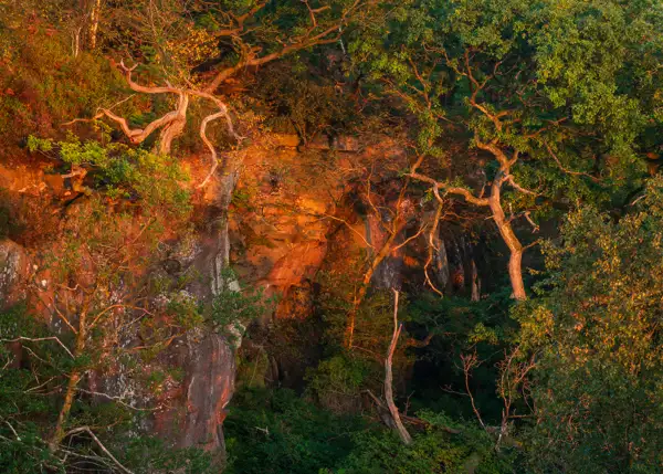 Twisted, gnarly tree branches stretch across a rocky cliff face, illuminated by the warm glow of sunlight. The cliffs display rich, earthy tones, contrasting with the dense greenery of the surrounding foliage. Shadows play across the scene, adding depth and texture.