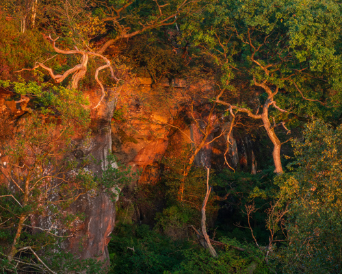A Journey Through Ancient Woodland: A rock face adorned with verdant trees bathed in the warm, golden light of the rising sun. The trees' gnarled branches and lush canopy create a rich tapestry of green hues against the orange-tinged rocks. a forest with trees