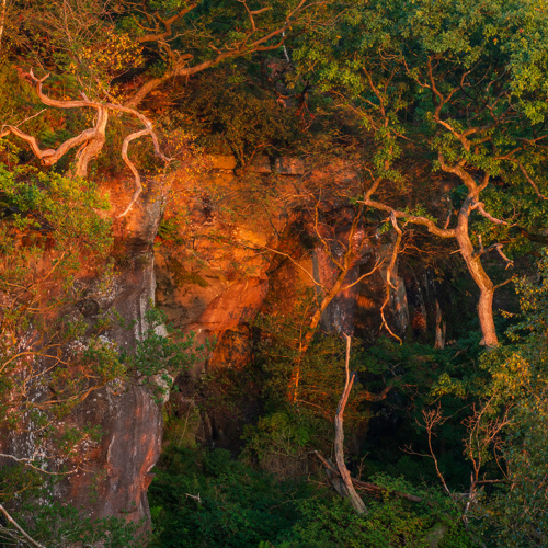 At the edge: A rock face adorned with verdant trees bathed in the warm, golden light of the rising sun. The trees' gnarled branches and lush canopy create a rich tapestry of green hues against the orange-tinged rocks.