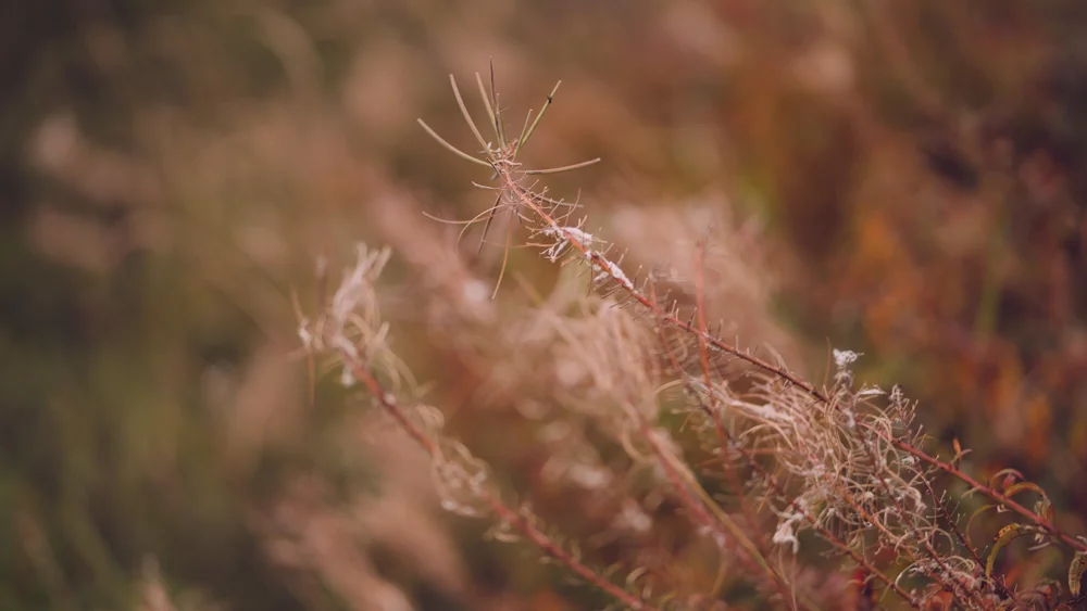 Seeding rosebay willowherb stems with fluffy seed heads in autumnal meadow grasses, soft daylight