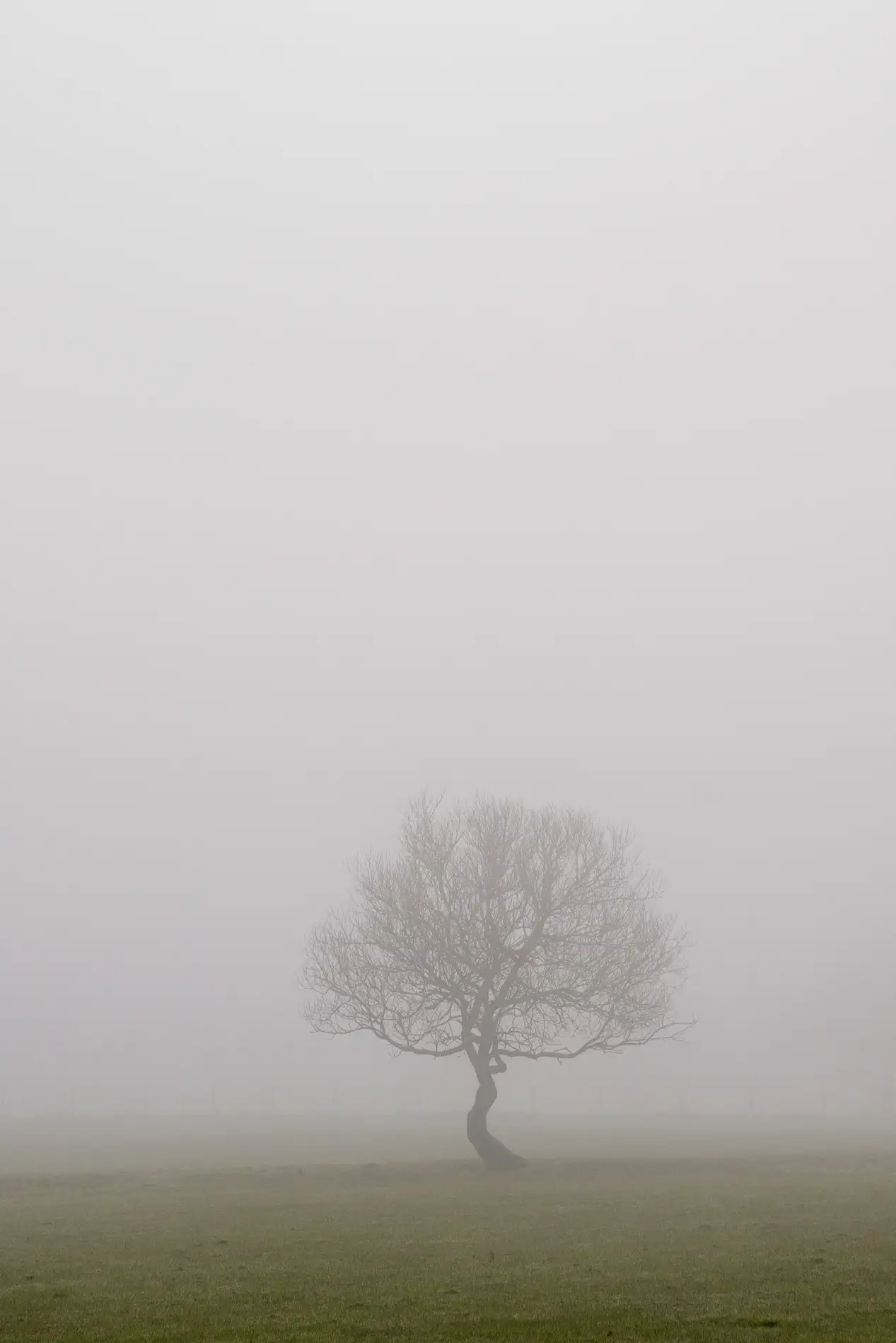 Bare lone tree silhouetted in thick fog across a green winter field at dawn