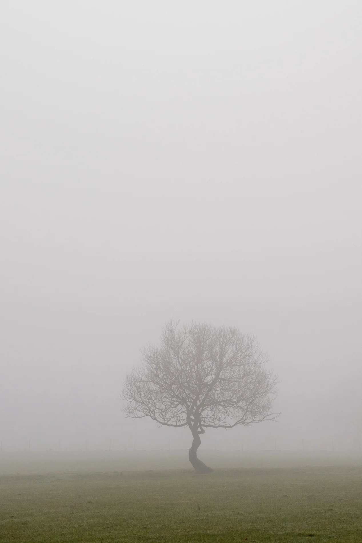 Bare lone tree silhouetted in thick fog across a green winter field at dawn
