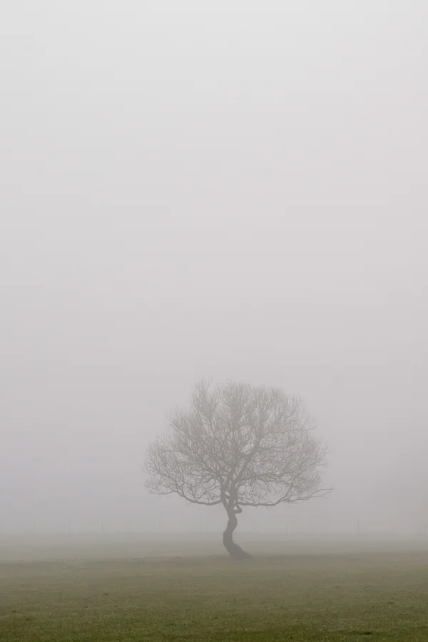 Bare lone tree silhouetted in thick fog across a green winter field at dawn