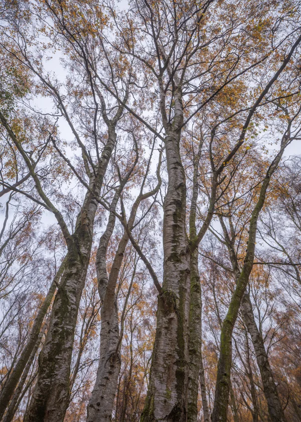 Silver birch trees viewed from below in autumn woodland against a pale overcast sky