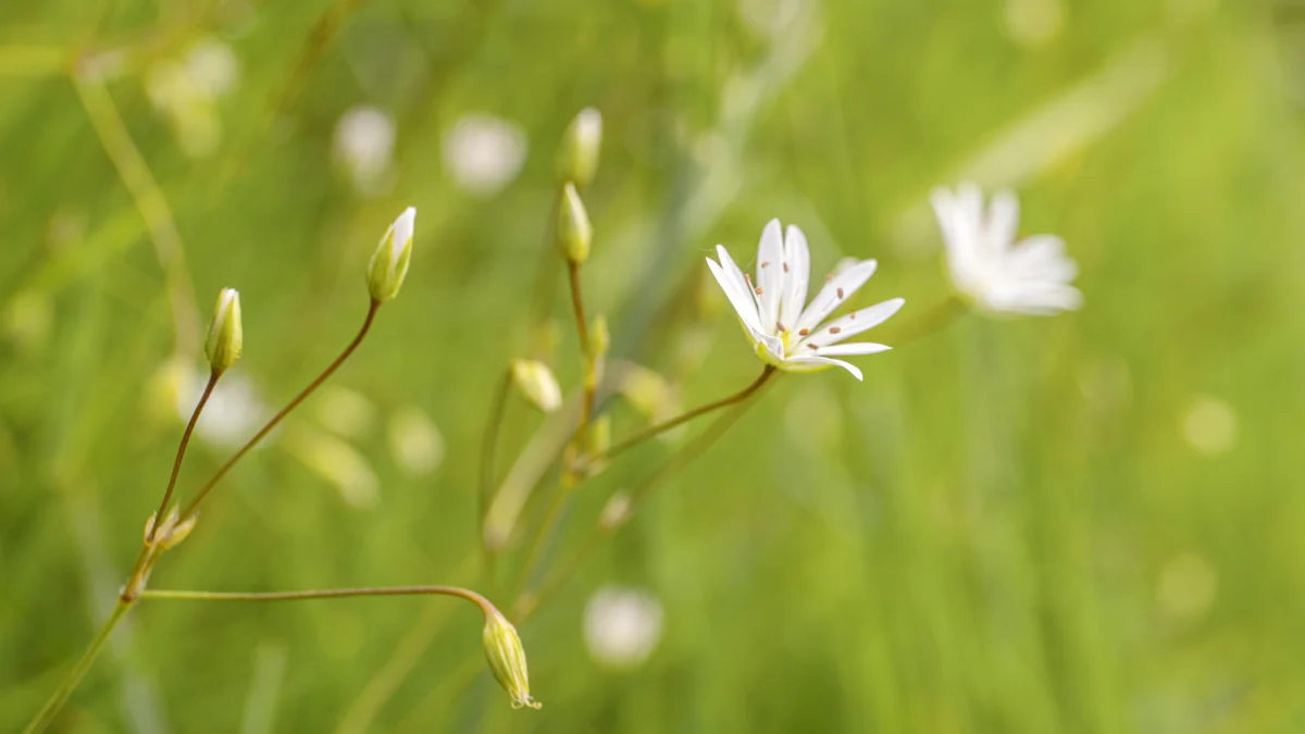 White stitchwort flowers and buds on slender stems in a sunlit green meadow in spring