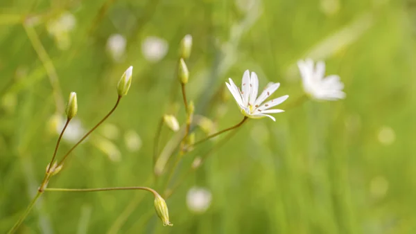 White stitchwort flowers and buds on slender stems in a sunlit green meadow in spring