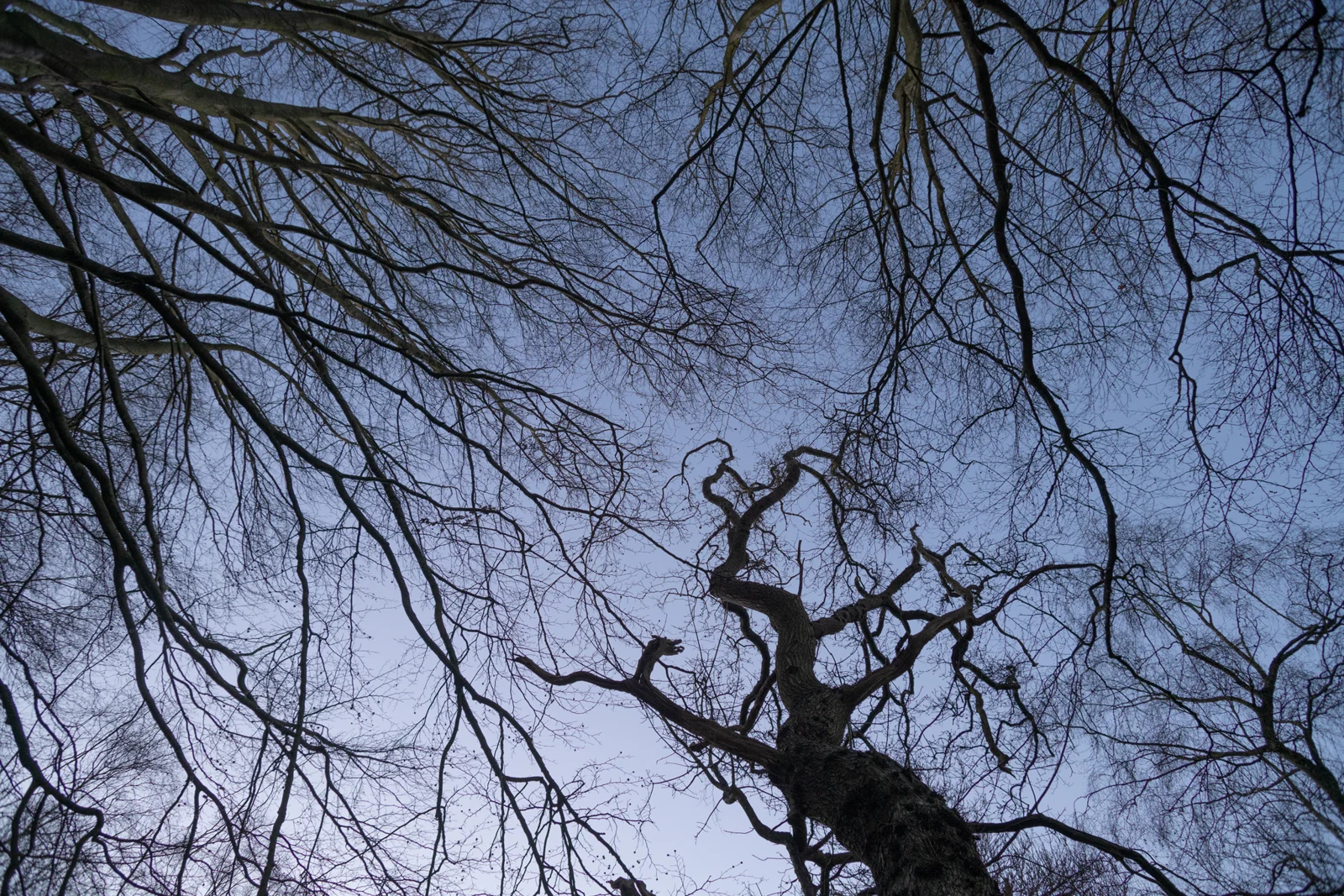 Bare tree canopy silhouetted against a pale blue winter sky, viewed looking straight up in woodland.