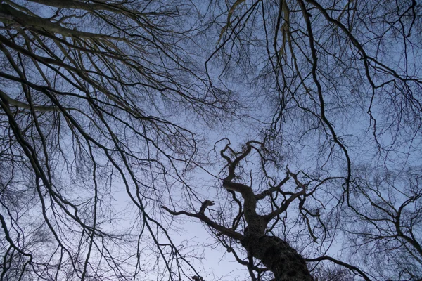 Bare tree canopy silhouetted against a pale blue winter sky, viewed looking straight up in woodland.