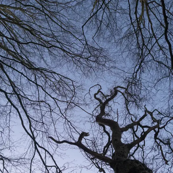 Woodland Oak Trees