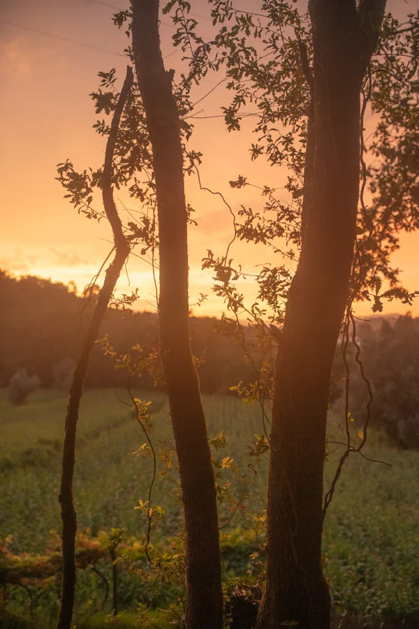 Silhouetted oak trees against a glowing orange sunset over rolling countryside and farmland