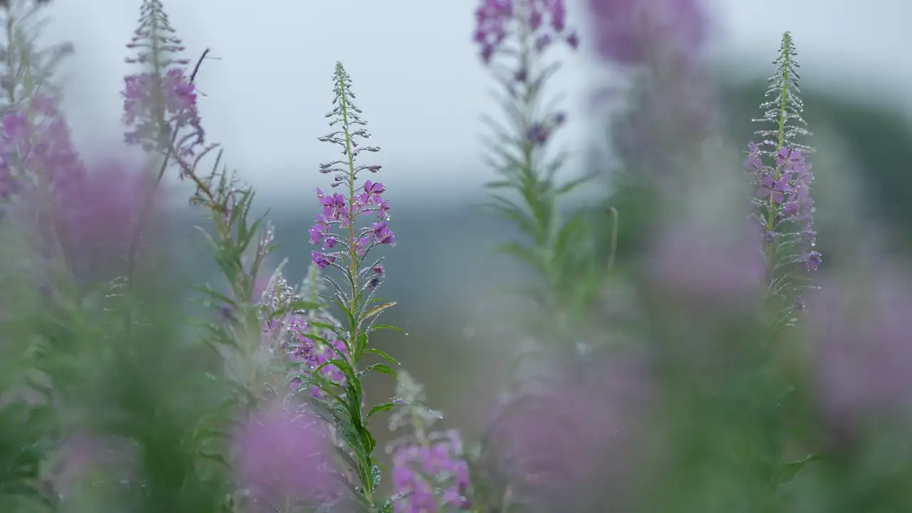 Tall stalks of wildflowers with small purple blooms stand against a soft, out-of-focus background. The flowers are covered in delicate dewdrops, enhancing their freshness. The foreground displays blurred foliage, creating a dreamy, atmospheric effect.