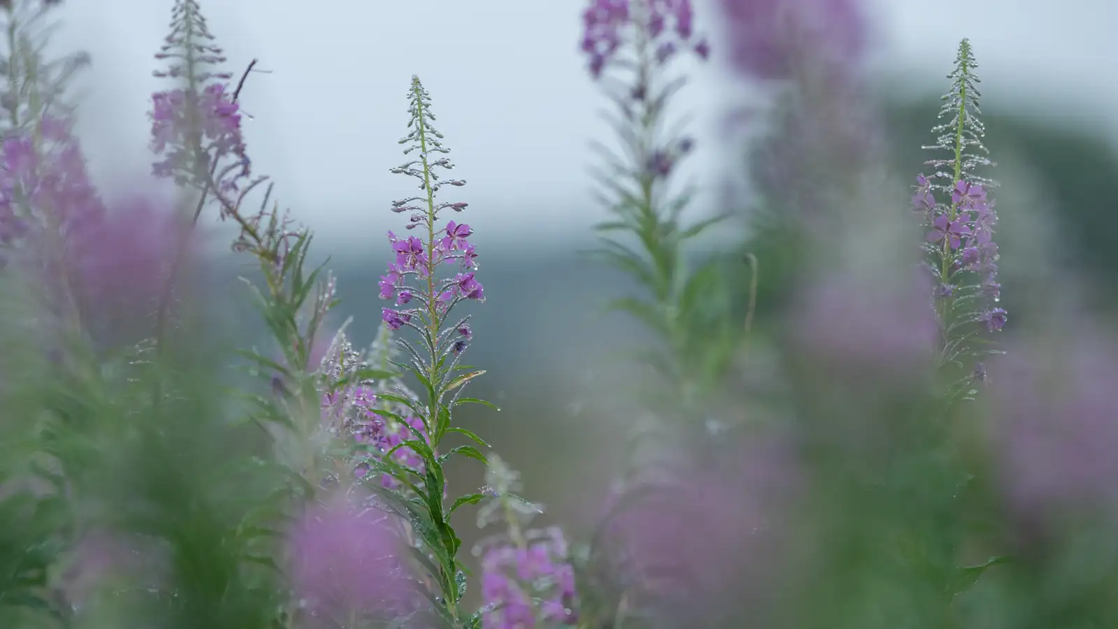 Tall stalks of wildflowers with small purple blooms stand against a soft, out-of-focus background. The flowers are covered in delicate dewdrops, enhancing their freshness. The foreground displays blurred foliage, creating a dreamy, atmospheric effect.