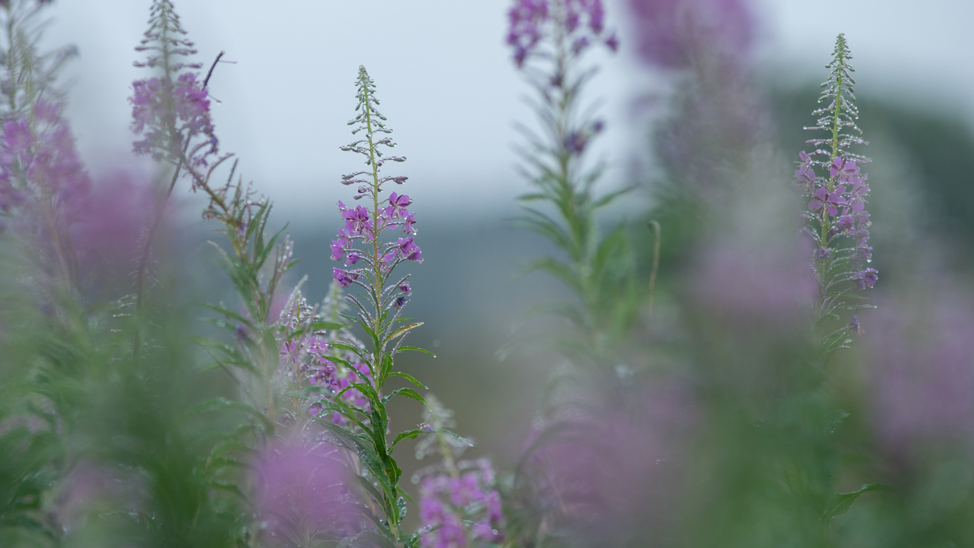  a pink flower on a plant