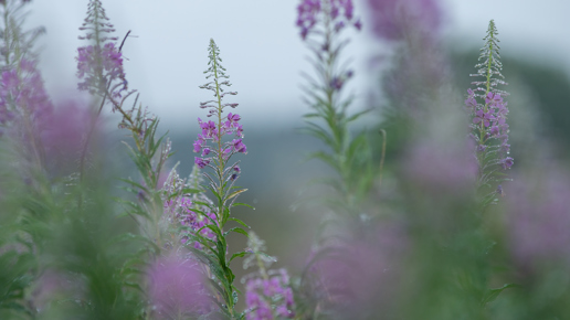  a pink flower on a plant