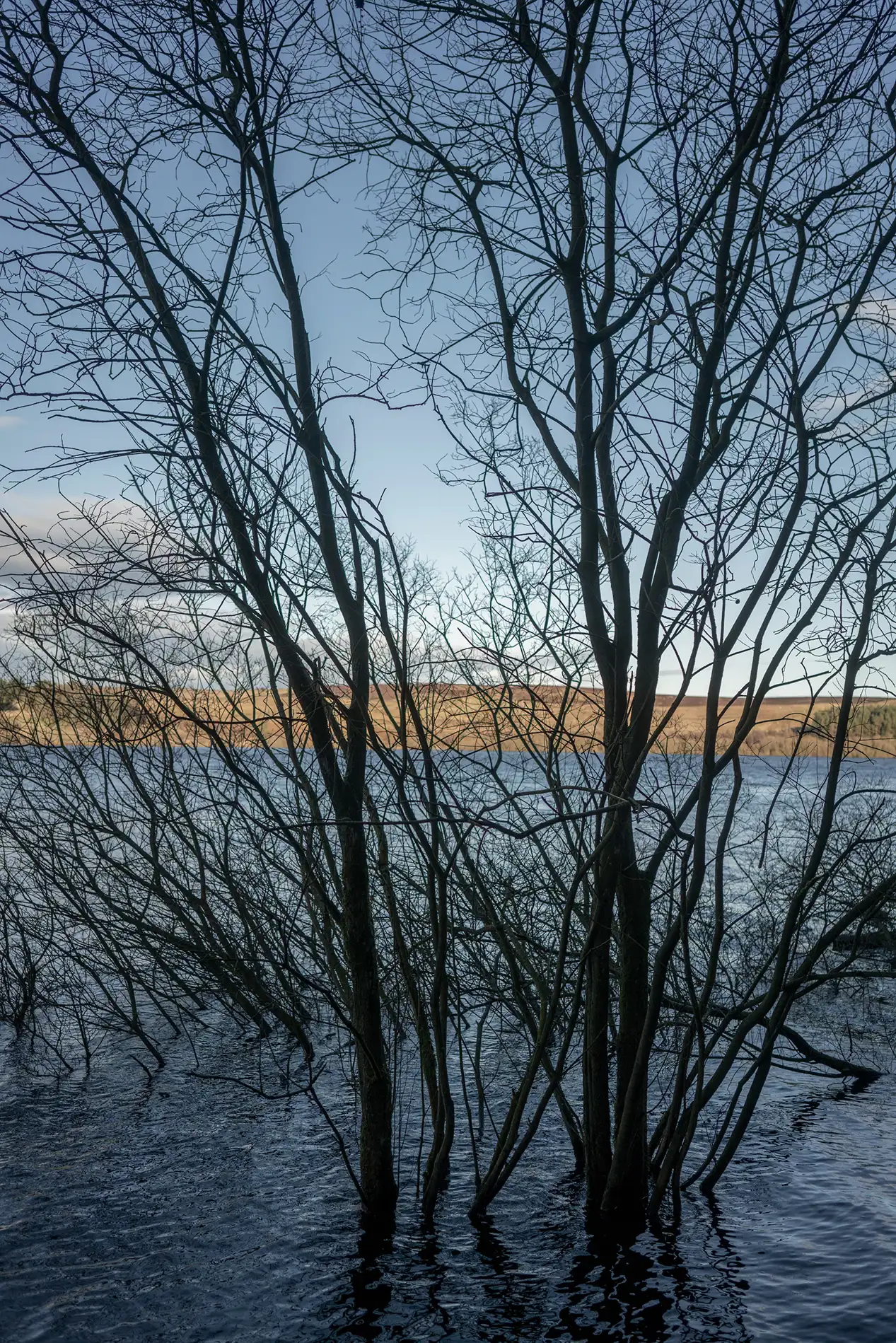 Bare silhouetted trees standing in a flooded moorland reservoir under a clear winter sky at dusk
