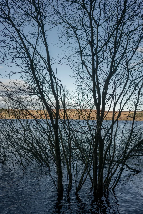Bare silhouetted trees standing in a flooded moorland reservoir under a clear winter sky at dusk