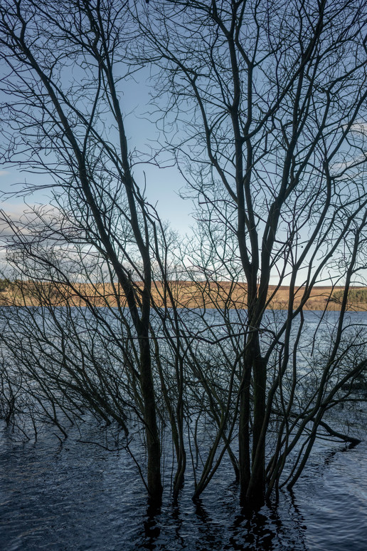  a tree in a forest