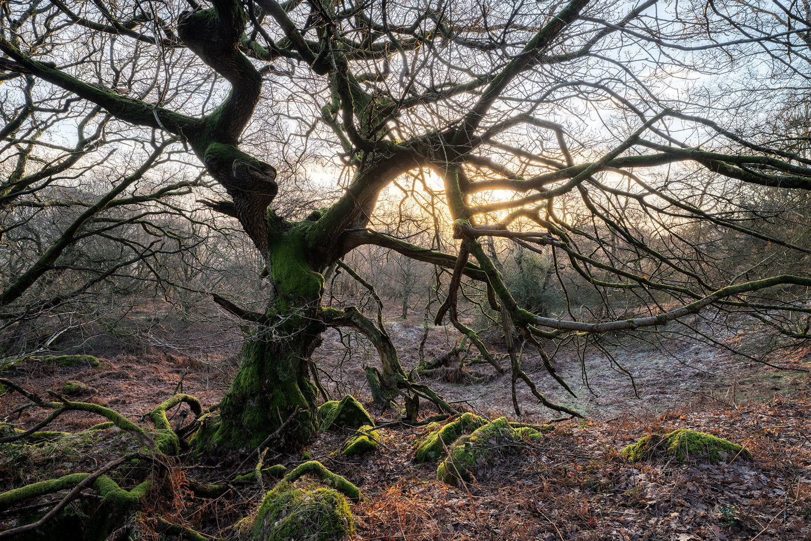 Twisted branches of a large, leafless tree covered in green moss, set against a backdrop of a misty forest. The ground is covered in brown leaves and vegetation. Sunlight filters through the branches, illuminating the scene with a warm glow.