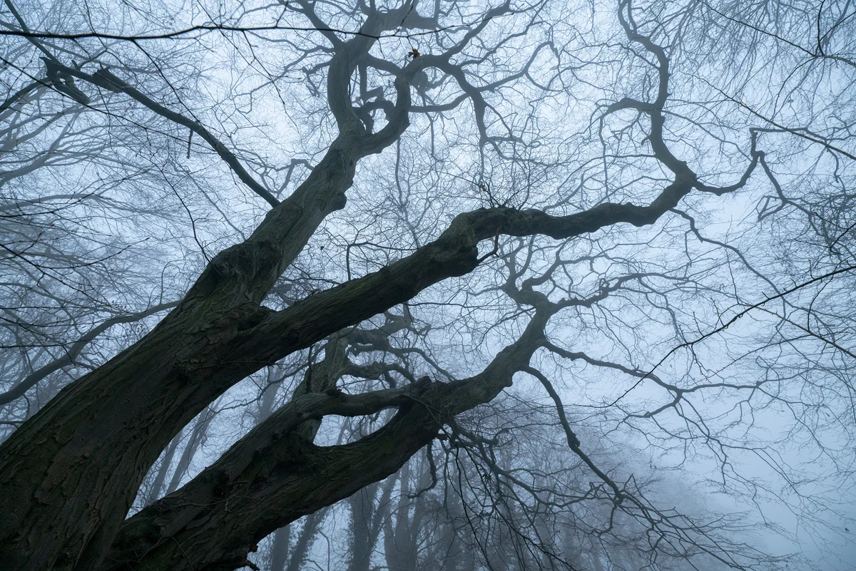 Bare gnarled tree branches reaching into misty winter sky in a fog-shrouded woodland, viewed from below.