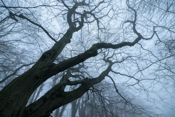 Bare gnarled tree branches reaching into misty winter sky in a fog-shrouded woodland, viewed from below.