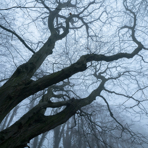 Misty Trees: 
