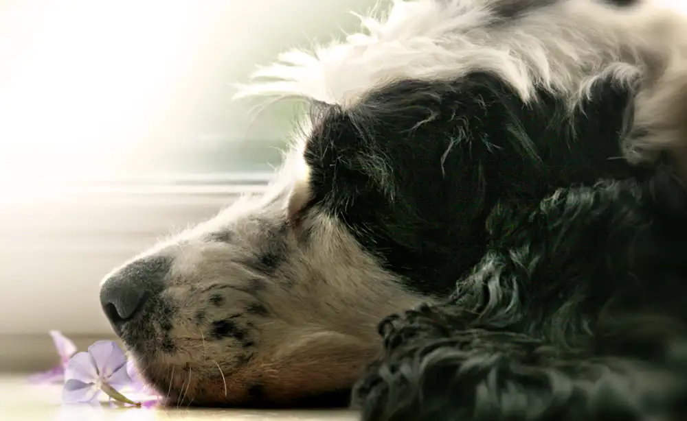 Lyra's peacful afternoon