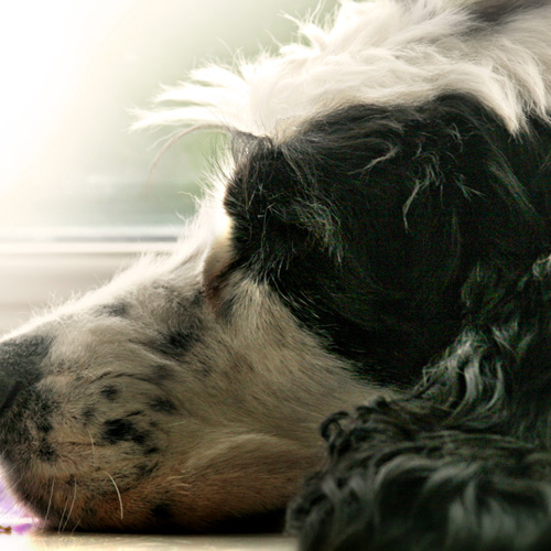 Lyra's peacful afternoon: Lyra's peacful afternoon