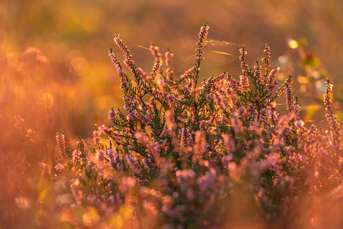 Purple heather blossoms in soft focus, illuminated by warm golden sunlight. Delicate strands of a spider web stretch between the flowers, and the background is a hazy blend of orange and green hues, creating a serene, late-summer atmosphere.